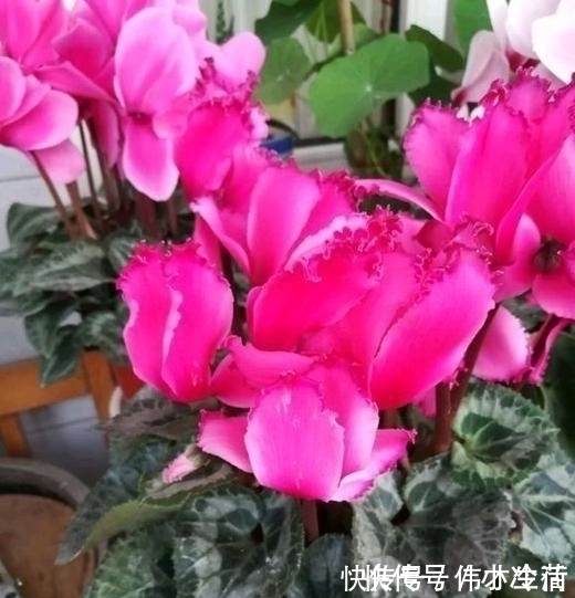 花卉|这5种花,不要钱也不能养,全都有毒,养了后悔都来不及