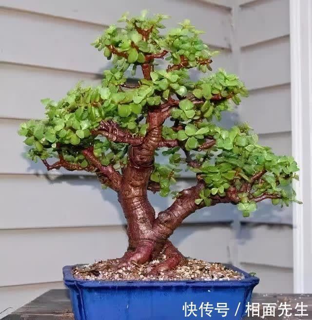 修剪|春天养金枝玉叶,做好这几件事,叶子绿油油的,越养越值钱