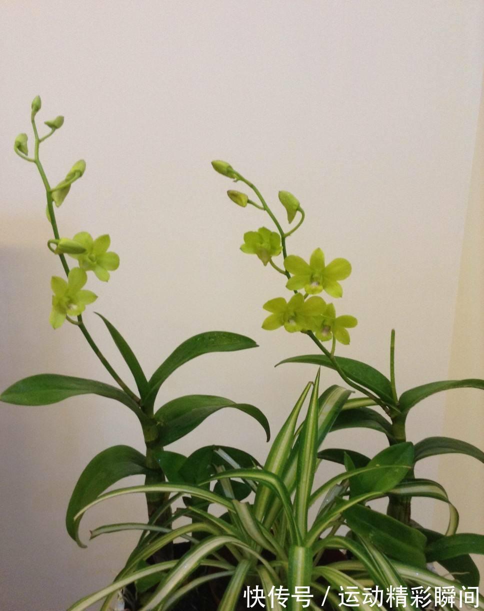 老祖先说:家中养3兰,吉祥又平安,花友:很有道理