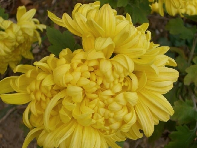 喜欢养菊花,不如养“帝女花”,花期10-11月,还能清热解毒