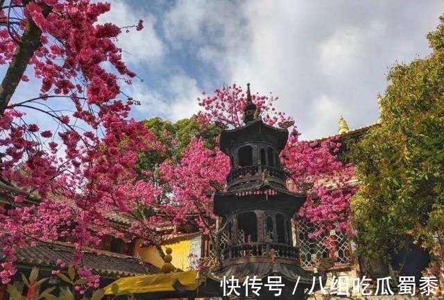 这6种花的寿命很长,养成“老桩”后,价值大增,越老“越值钱”