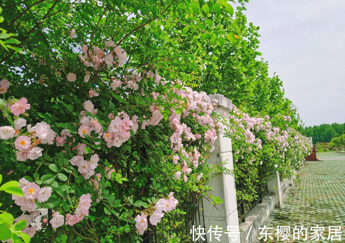 月季|学会养护5步法，月季嗖嗖满架爬，整面花墙太好看