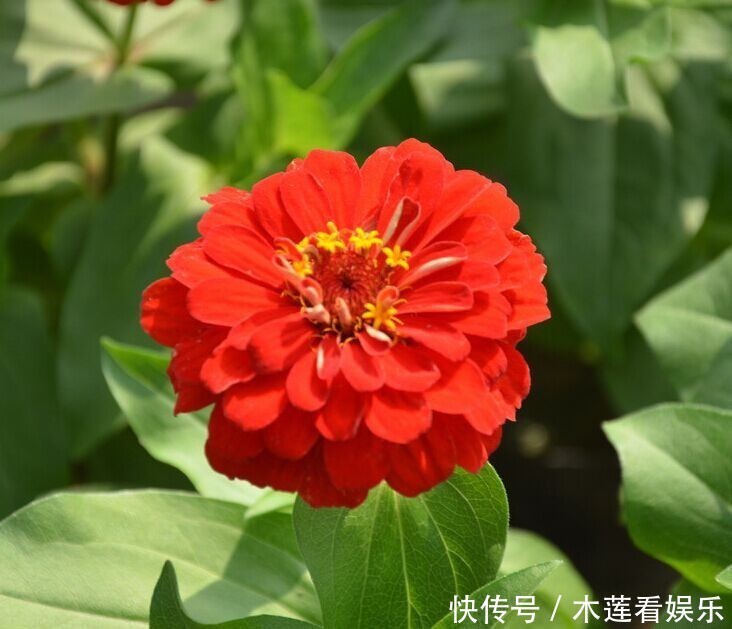 此花象征着天长地久的感情，也是对远方的思念，不过味道不太好