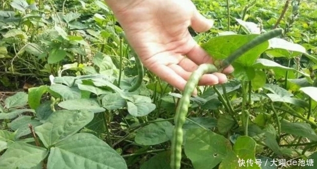 功效|农村人见人爱的野菜,食疗功效高,健脾益气,滋阴凉血,有吃的吗