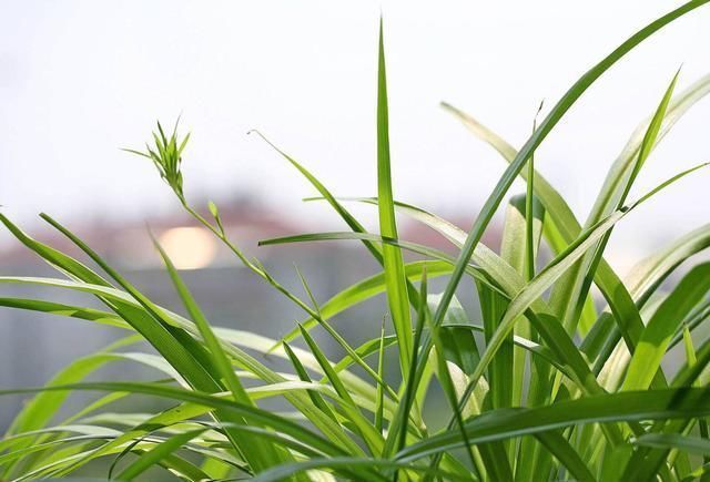 地方|吊兰放在家中哪个位置摆放在“3个地方”,一天一个样,长爆盆