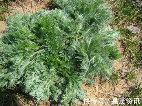 野菜|农村到处都是宝,常吃3种野菜,养肝护肝,肝脏舒服,身体才健康