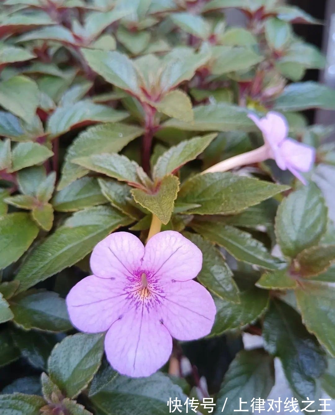 长筒花是“室内花量王者”,没光也能开爆盆,阳台党福音