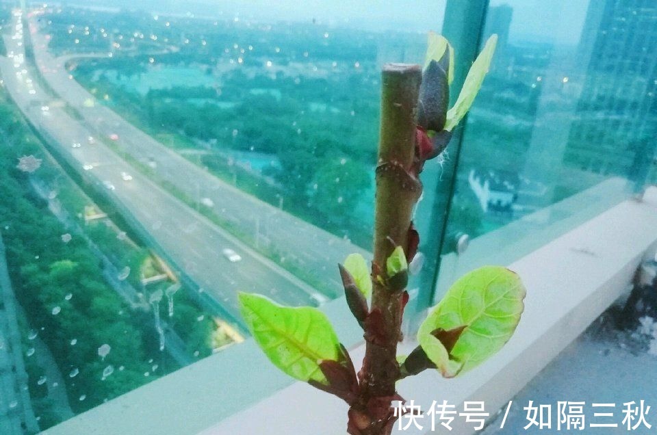 家里有5种花,春天记得“打头”修剪1下,这样才能长“饱满”