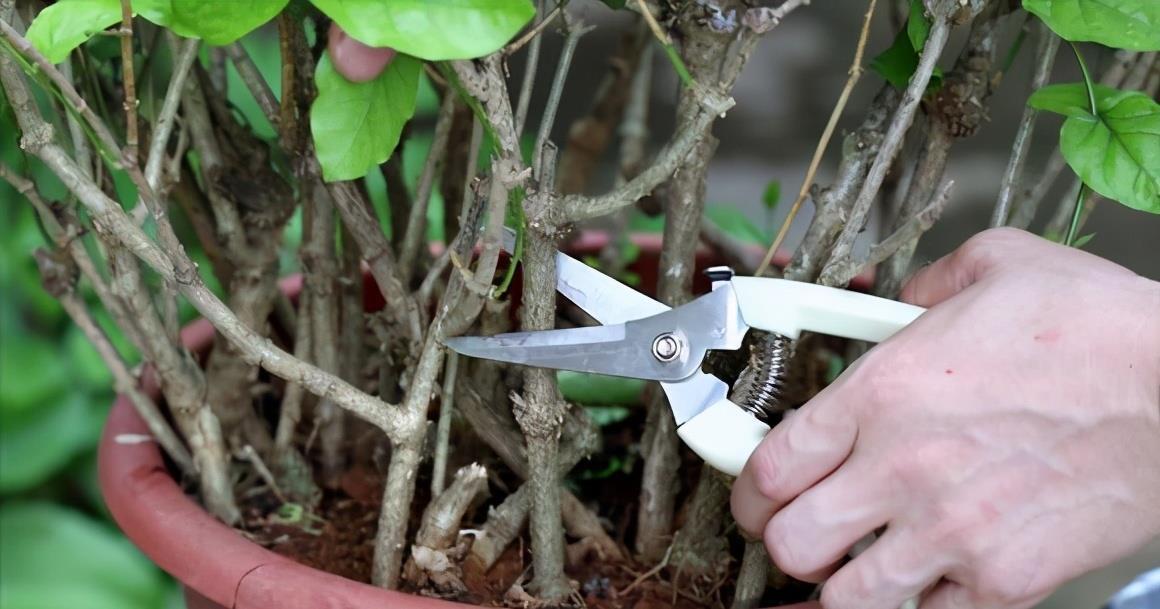漂亮|3种漂亮花，开完花快剪，浇一次肥，营养足，花开一茬接一茬
