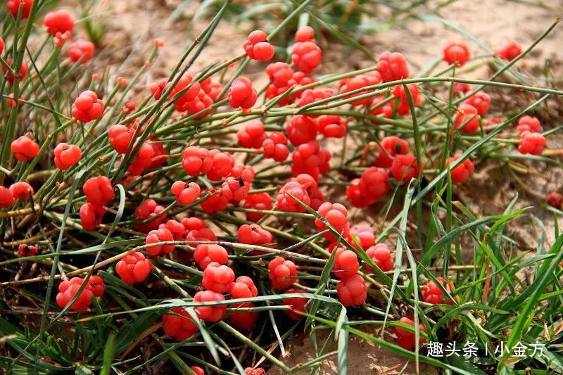 寒气|发汗、宣肺、平喘，这味排名第一的治感冒中药，无可争议！