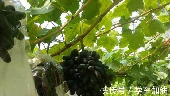 阳台|阳台选了“它”,比花还漂亮,不怕寒不怕晒,还可以吃,一举多得!