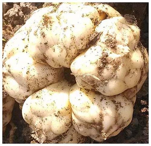 女人再節(jié)儉6種堿性食物也要吃，補充天然雌激素，防早更顯年輕