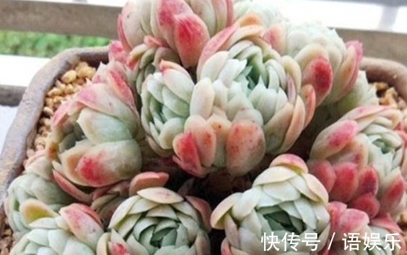花友|新手养花,入手这“3种”多肉,好看又易活,一年四季爆盆不断