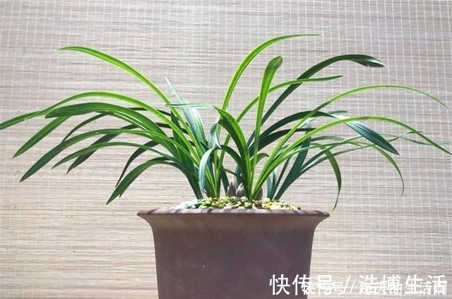 微酸性|厨房这1料,养兰“特有效”,一洒一喷,兰花生根快,新芽蹿不停!