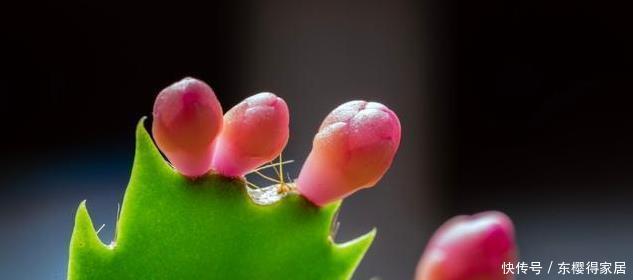 茎叶|蟹爪兰又名锦上添花,有很高的园艺观赏价值,那她的花语是啥