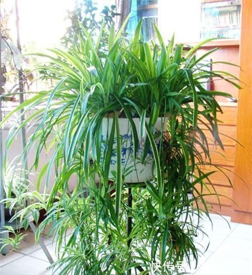 花肥|自制花肥太臭了,盆里直接扔几粒“它”,绿萝吊兰能长疯