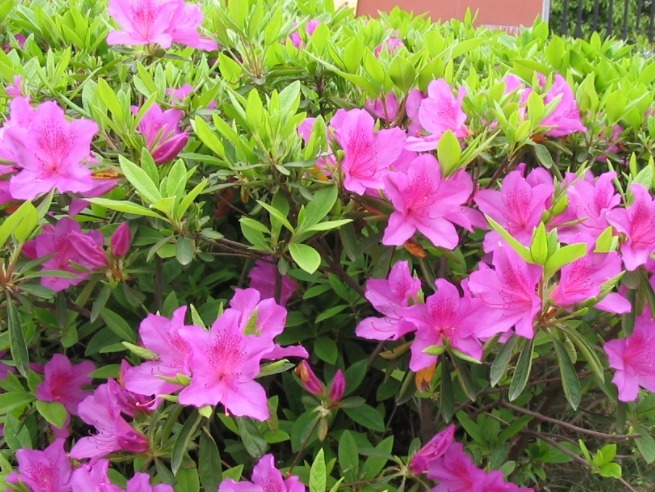 养花养个好看的毛鹃,想要养好开花爆盆,这四点是不能忽略的