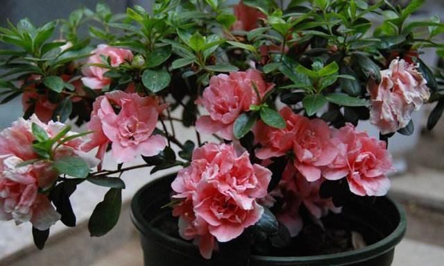 生长液|把“1种”东西碾碎煮水,成“天然生长液”,养花不花钱效果棒!