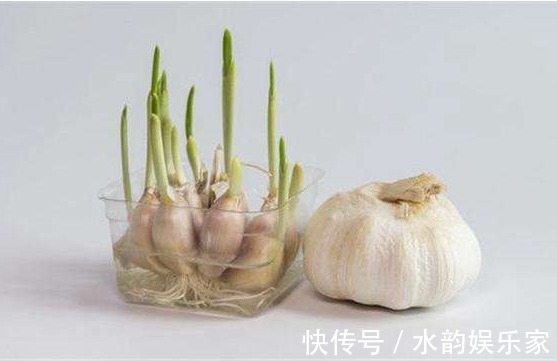 大蒜|大蒜为什么会发芽,发芽后到底能不能吃现在为你解答
