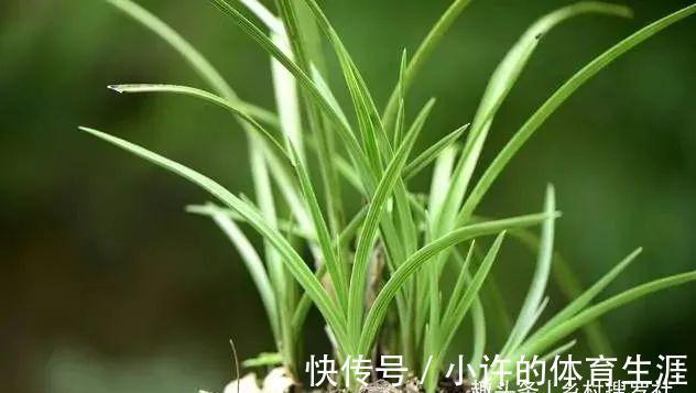 秋冬阳台养兰花，保湿是关键，可如果做错3件事，兰花喷雾会烂苗