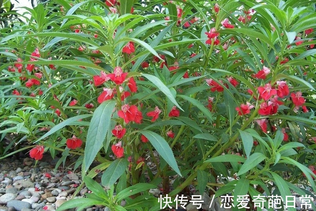 观赏价值|儿时男孩拿来当玩具,女孩用来染指甲,如今方知其价值,不容忽视