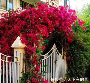 玛格丽特|阳台养花在精不在多,3种花好养又好看,值得养一盆