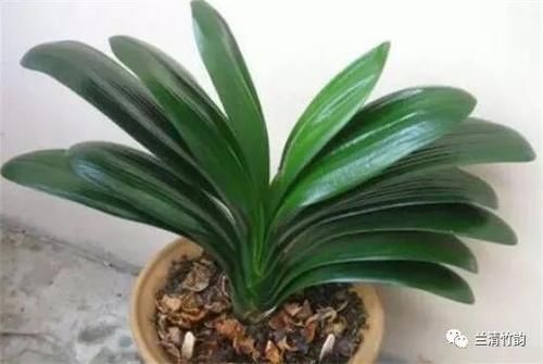 君子兰怎么养：君子兰夏天怎么浇水，早晚各一次注意盆内不宜有积水