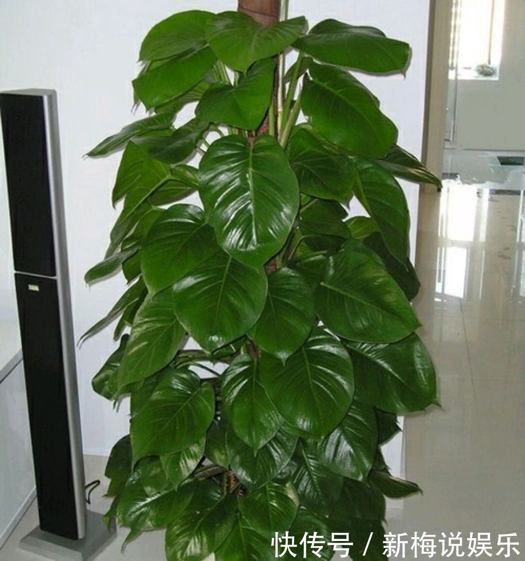 绿萝树|制作绿萝柱的简易教程,把绿萝养成绿萝树,绿萝也能玩出高大上