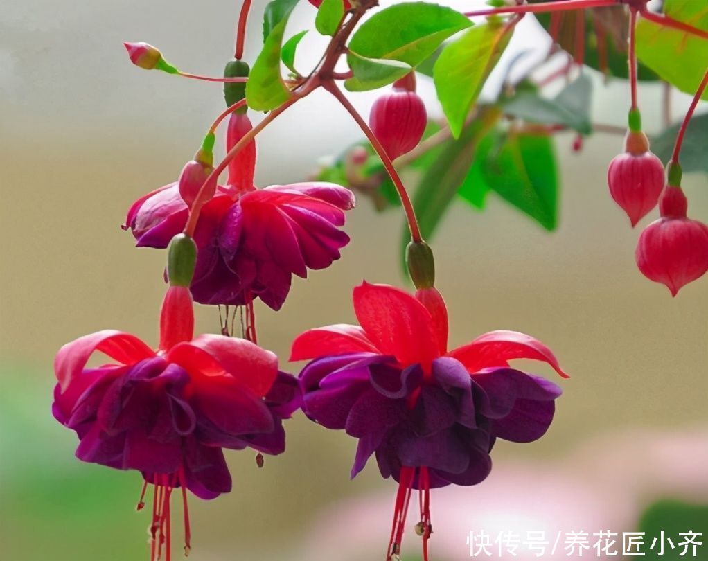 光照|养花高手都具备的“好习惯”,新手如果坚持下来,花会越养越好