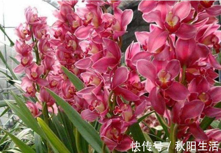 4种富贵花,添福添贵添好运,花朵迷人,阵阵花香,花朵大