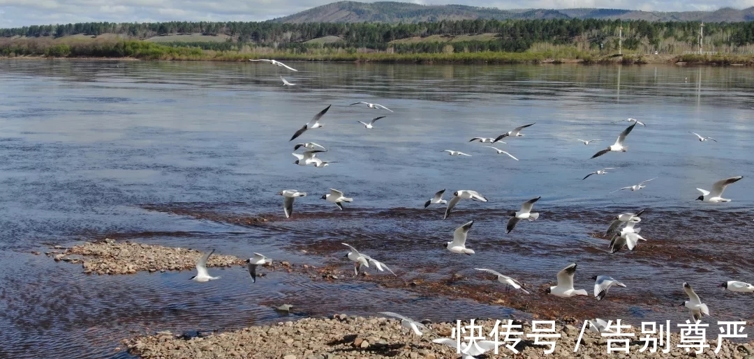 生态|十月北上走进大兴安岭北极岛赏江鸥蹁跹起舞