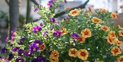 不想养吊兰绿萝了那就养这4种花,花开如海,一年能开300多天