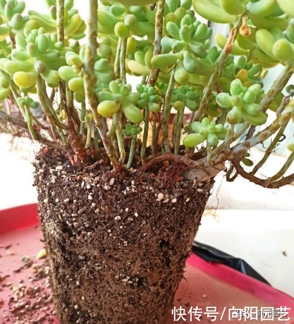 栽种|多肉买回家,种到盆里别着急浇水,1周后再浇水,发根更快