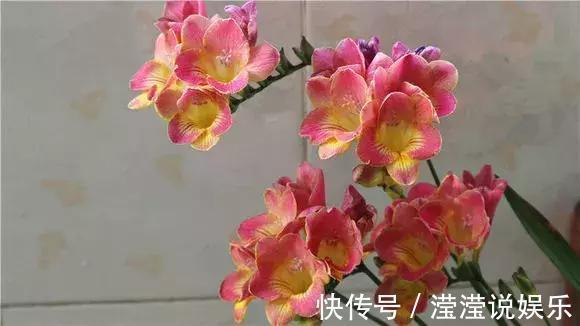 还在养绿萝家里养盆“香香花”,好看好闻,清香四溢精神好!