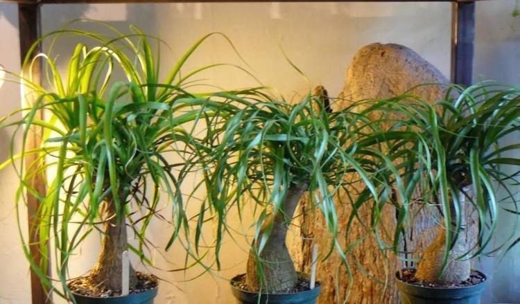 为懒人准备的6种盆栽花卉, 一两个月忘记浇水也能活得滋润