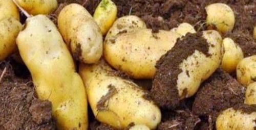 養(yǎng)生不可少的食物，不要錯(cuò)過，改善便秘，促進(jìn)排毒，越吃越健康