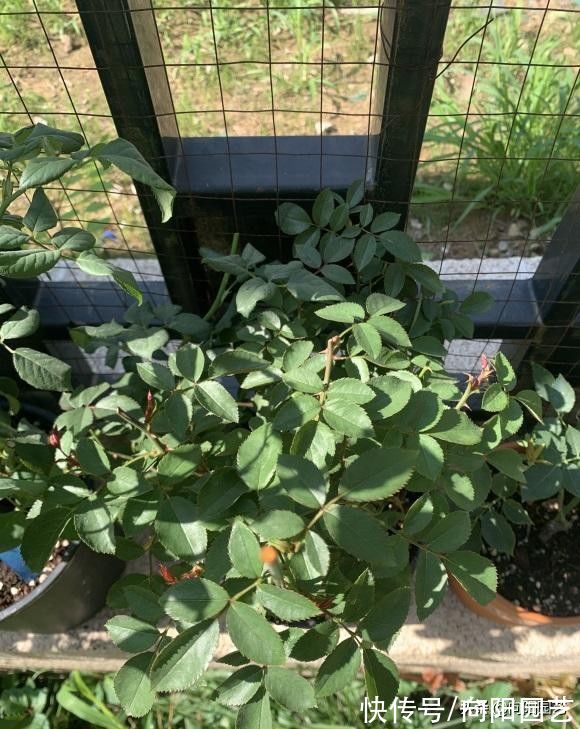 秋季来临,月季花的叶子开始脱落,先把叶子给撸掉,保留养分