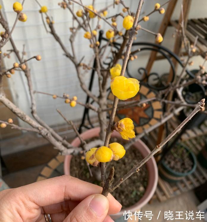 花盆|冬季观赏型花木:腊梅,盆栽记住4点,有枝有花,摆客厅超赞