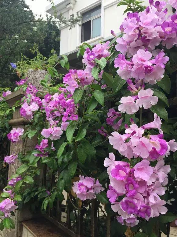 2种花爱爬藤，1次花开几百朵，不爱生病不生虫，太好养了！