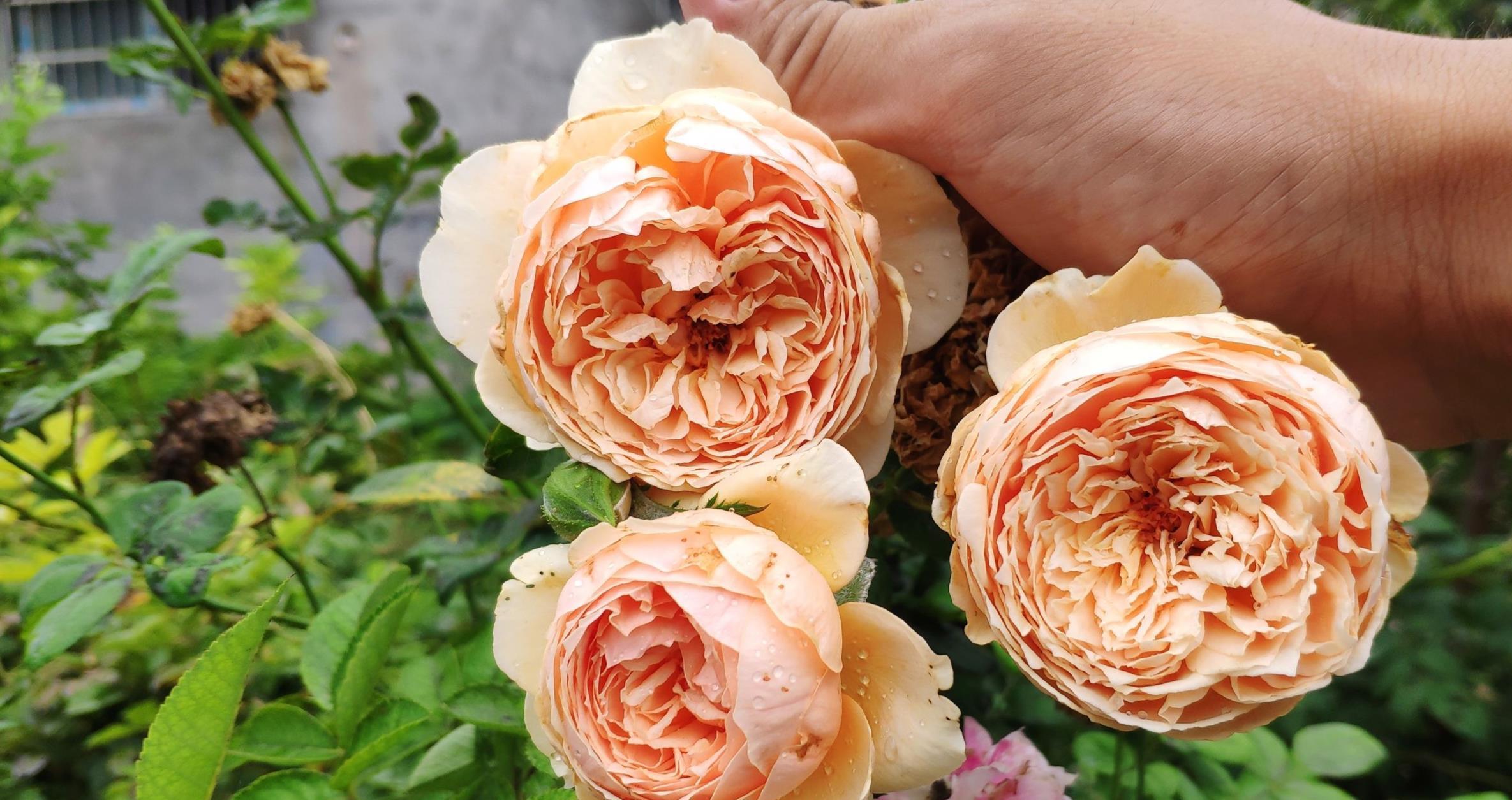 春天|冬天“壮汉花”,个个都“装死”,忍受寒冬,春天花量大增