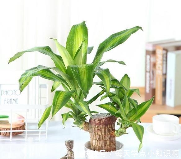 巴西木小盆栽又火了,注意几点,半截木桩子泡水里,也能越长越旺!