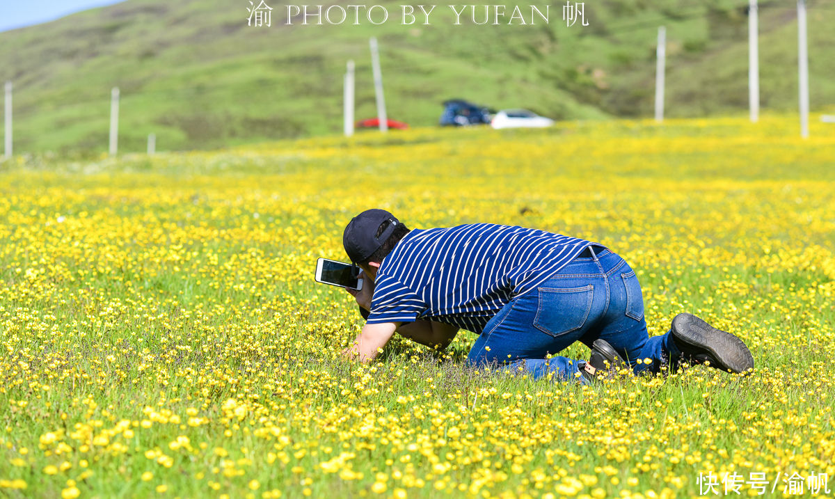 花海|端午去哪儿玩？若诗若画若尔盖，草原上的花已开好等你来赏