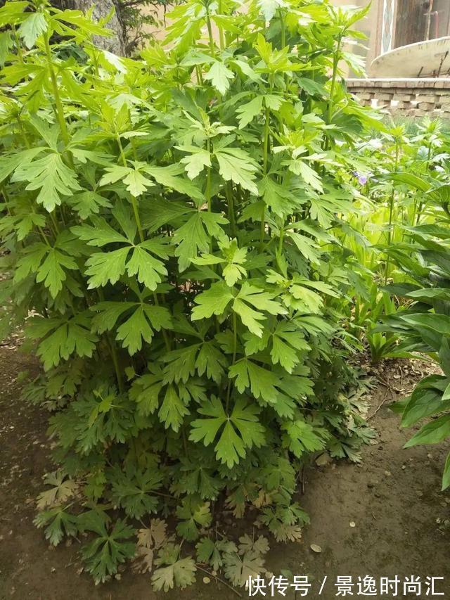 龙葵|门口的果子像“龙葵”,赶紧要拔掉、千万别吃,会中毒