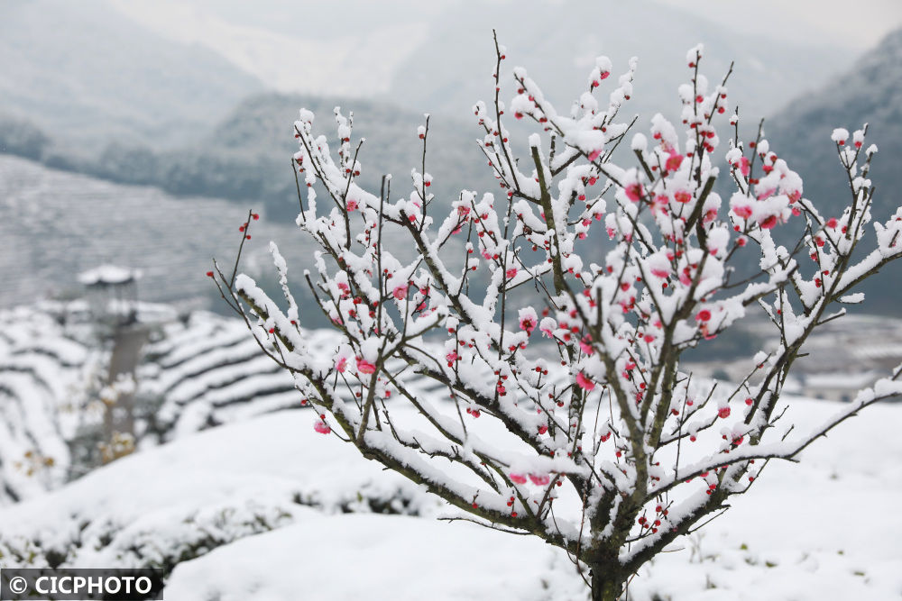 春色|腊雪寻梅觅春色