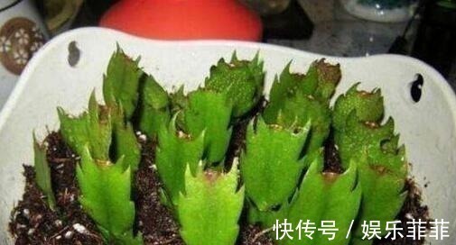 蟹爪兰|悄悄告诉你,此5种花,掐个叶就生根,懒人都能养开花!