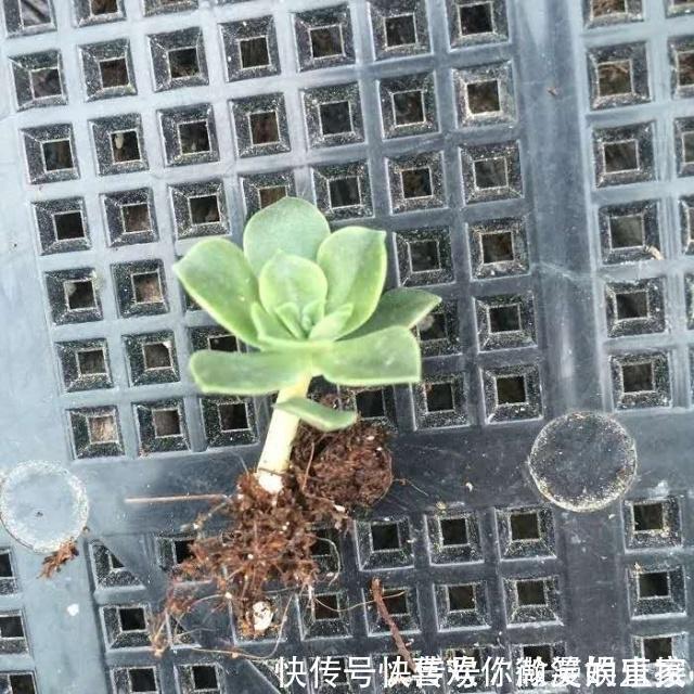 网购|网购的“多肉”，给它这样“剪一剪”，服盆特别快，盆盆都能活！