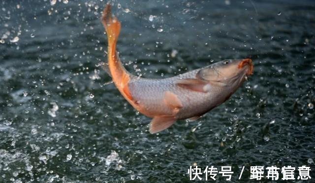 钓鱼高手分享如何选择鱼钩,只买这四种钩型就够了,绝对好用!