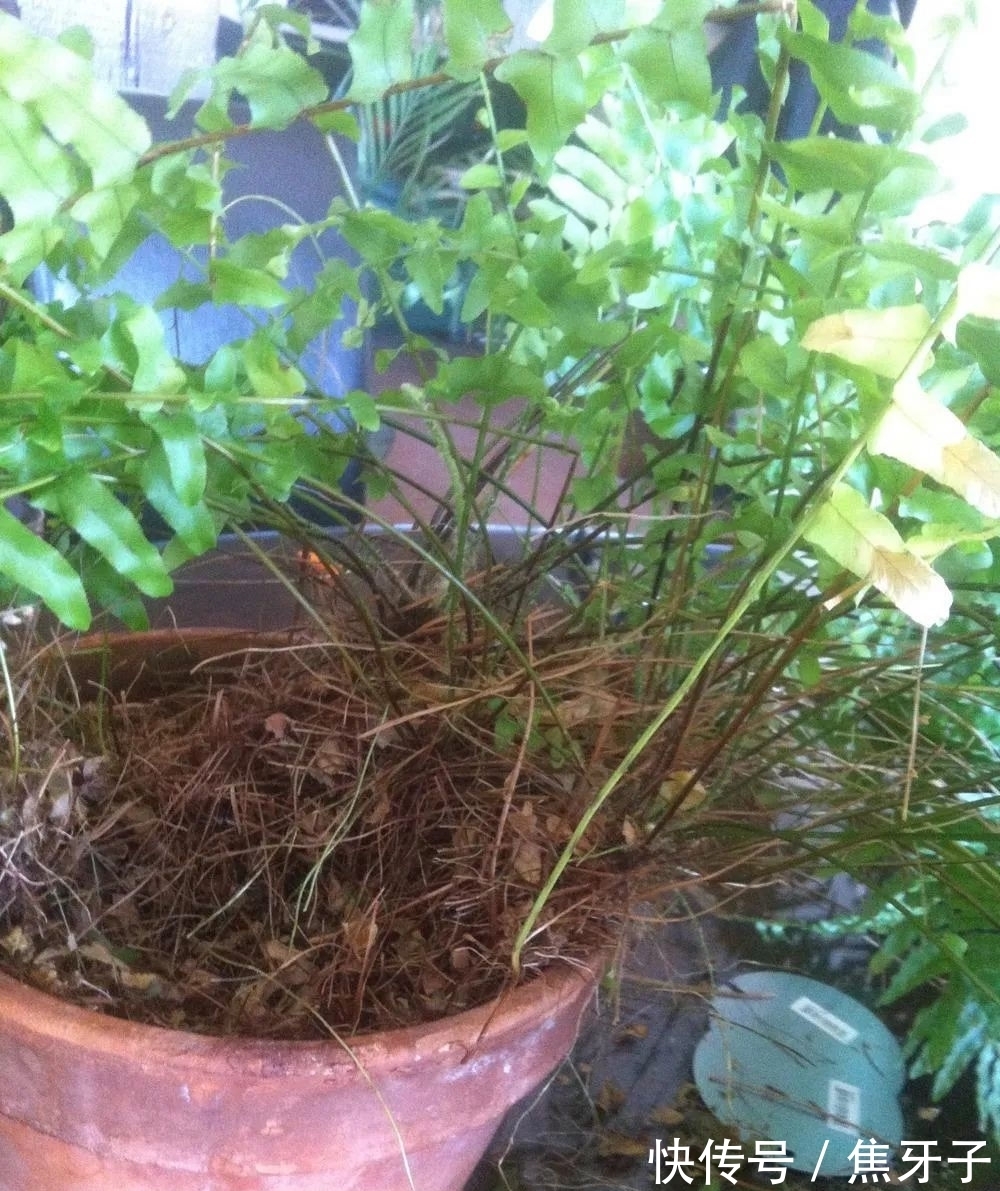 观赏蕨类植物叶子发黄的6大原因，黄叶的症状和解决方法