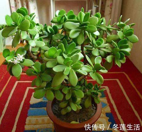 客厅|“招财”的2种花,客厅养1盆,养的越久越值钱,当传家宝都行