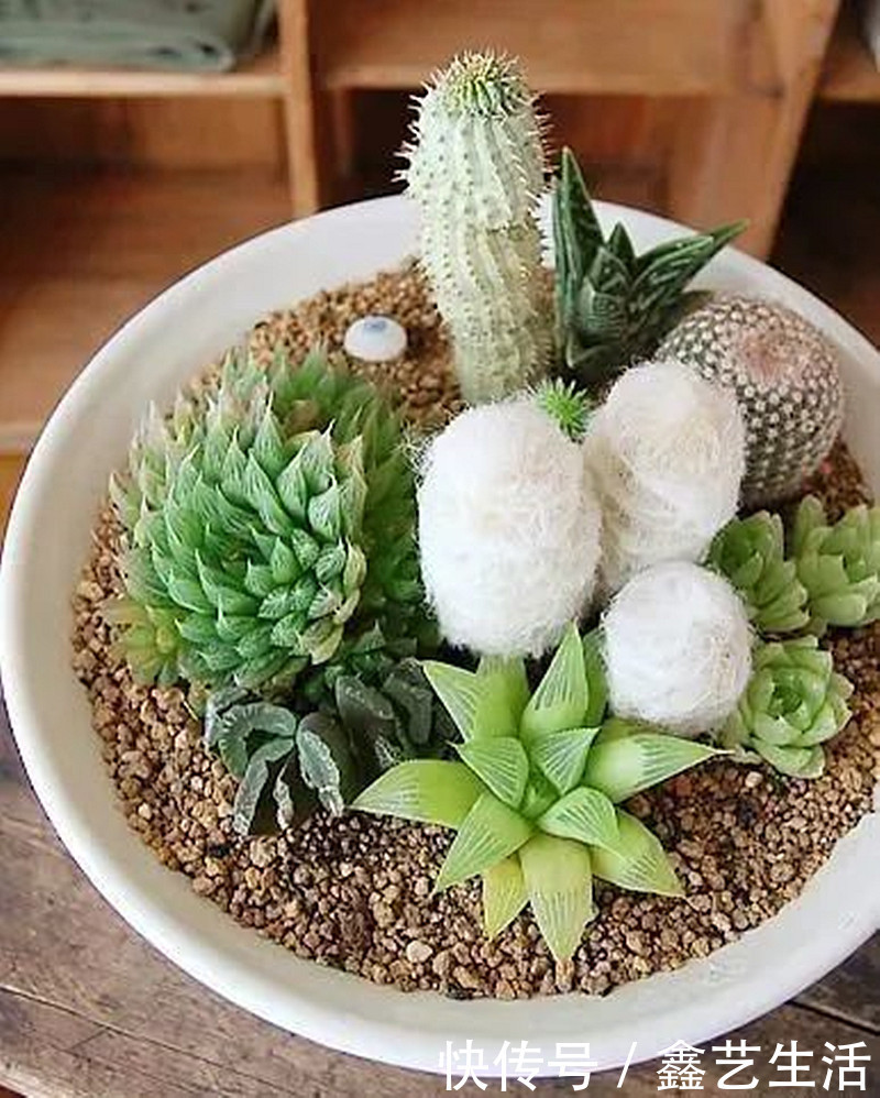 最全多肉养护法!十足干货!自己收藏就不用问别人啦!